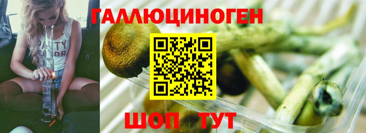 Волжский  Галлюциногенные грибы Psilocybine cubensis  Вход с VPN 